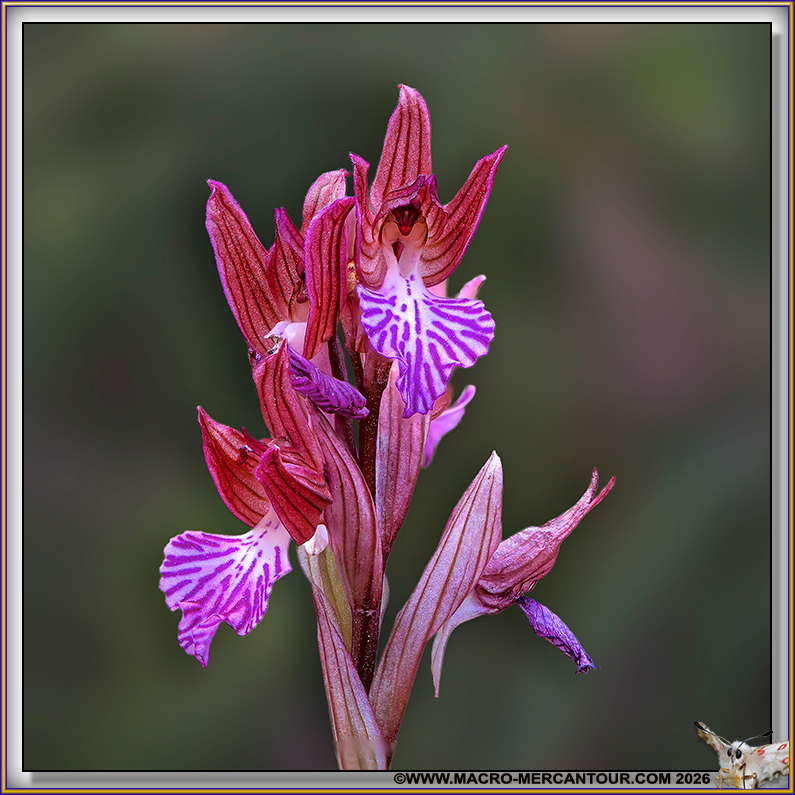 Orchis Papillon